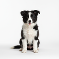 Border Collie Puppy - Studio