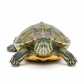 Red-Eared Slider Turtle - 6 months old